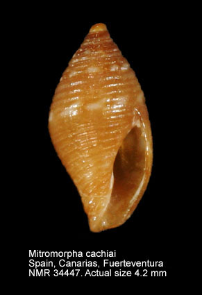 Mitromorpha cachiai (3).jpg - Mitromorpha cachiai Mifsud,2001